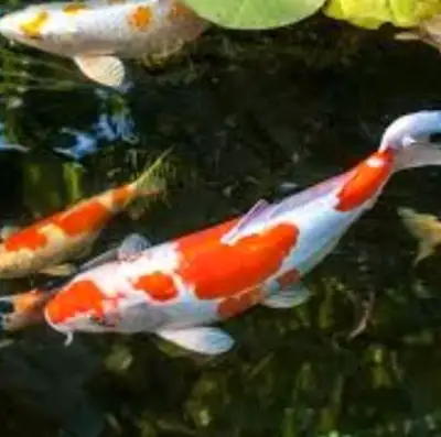 Koi fish big koi 18" long $250 Smaller koi 6" to 8" long $150 All different colours to choose from