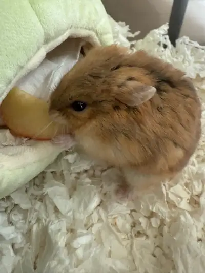 Really fluffy brown female hamster that loves apples. About 6 months. For free. Cage not included.