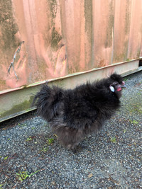 Frizzle silkie rooster