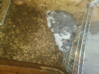 6 Month Old Pregnant Rabbit for Sale