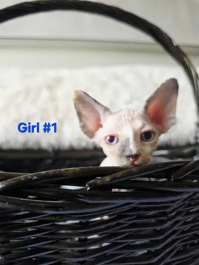 4 Adorable Devon Rex X Sphynx Kittens Available!, View more