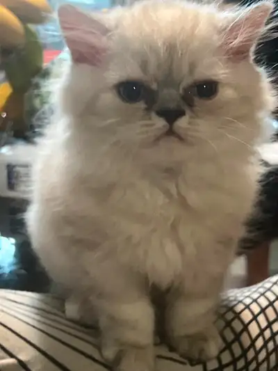 Adorable Persian Chinchilla Kittens!, View more