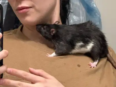 Adorable and friendly male rats need forever home, View more