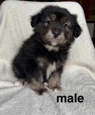 Chiots 2 femelles et 4 males prêts a etre adoptés. Ils sont vermifuge avec fenbendazole. Enjoués et...