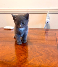 Seven weeks kittens chatons for rehoming