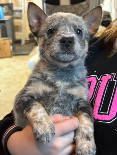 Australian cattle dogs  Heelers, View more