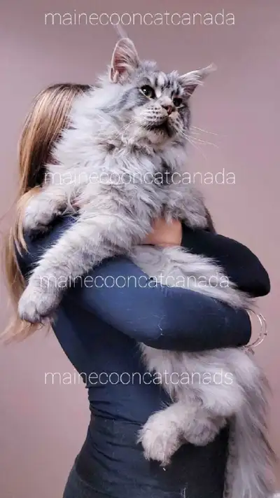 Maine Coons Champion XL European kittens, View more