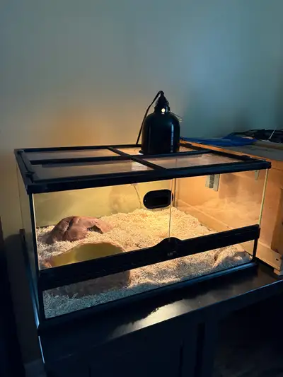 Adult (2018) proven male superconda 100% het albino hognose with 24" x 18"x 12"H Exo terra set up th...