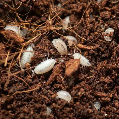 Dwarf White Isopods, View more