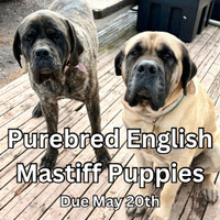 Purebred English Mastiff Puppies