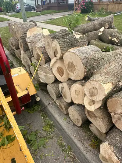  Free firewood, cut firewood, size