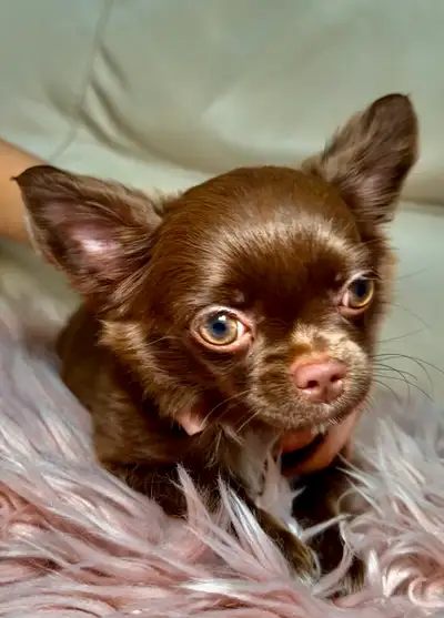 Rare Long-Haired Chocolate Chihuahua Girl – Top Pedigree, View more