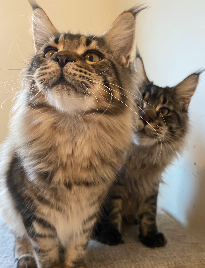 Huge purebred TICA reg Maine Coon male young cat available Cats