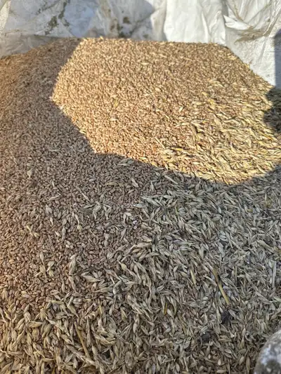 Wheat screenings in 500kg bags price includes the bag. Text or call anytime 780-772-0349