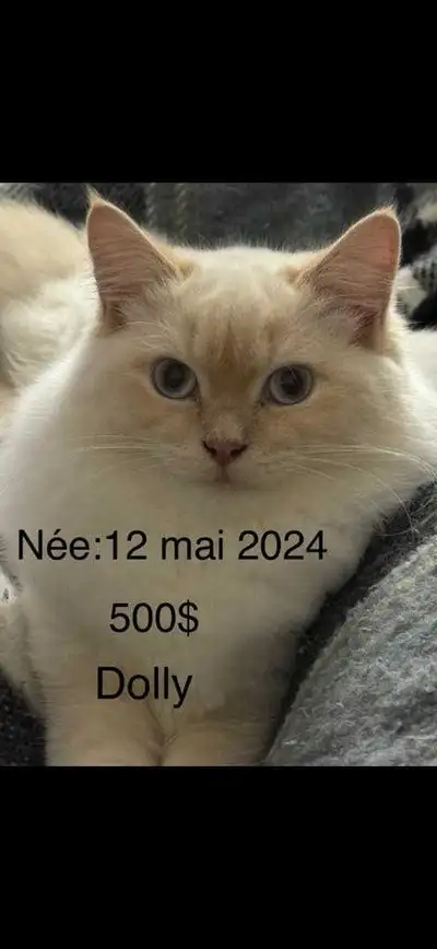 chattes à adopter , View more