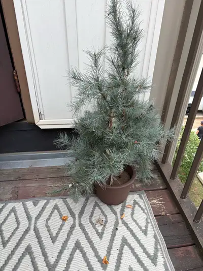 PottedArtifical  Blue Atlas Cedar, View more