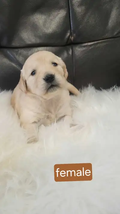 Golden Retriever Puppies, View more