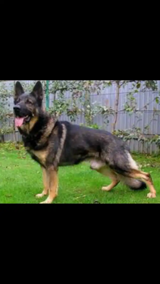 GERMAN  SHEPHERD ALL BLACK FEMALE PUPPY $1200 EUROPEAN  in Dogs & Puppies for Rehoming in Markham / York Region - Image 4