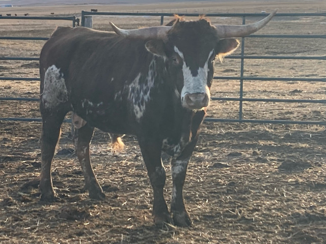 Longhorn Bull in Livestock in Moose Jaw