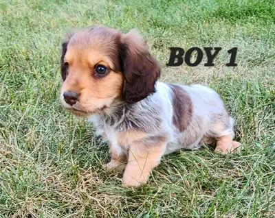 GORGEOUS MINIATURE DACHSHUND/ KING CHARLES SPANIEL PUPPIES, View more