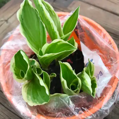 Assorted Hostas, View more