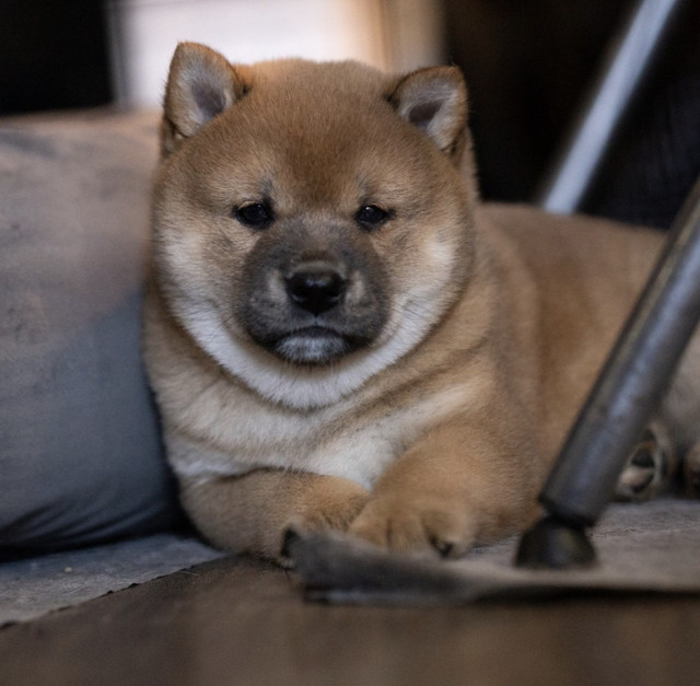 Shiba Inu puppies for sale - DNA certified 100% grandparents CKC | Dogs &  Puppies for Rehoming | City of Toronto | Kijiji