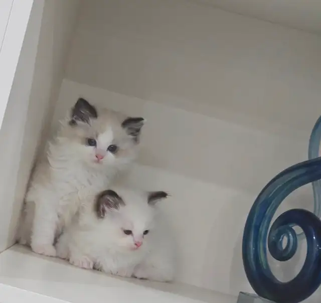 100% Pure ragdoll kittens. Both Parents onsite.