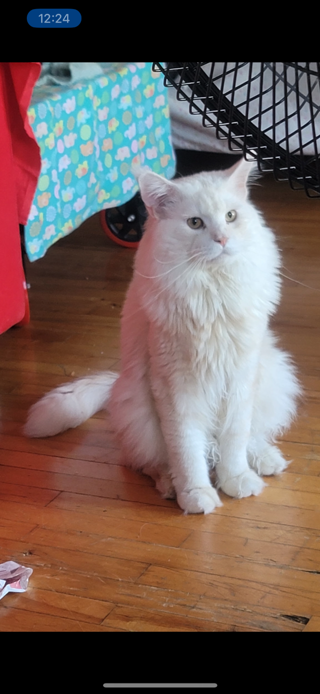 Chatons Sibériens enr Tica et Maine coon Enr Tica pures races