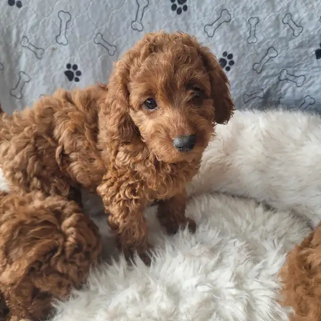 adorable miniature poodle puppies looking for new forever home in Dogs & Puppies for Rehoming in City of Toronto - Image 4