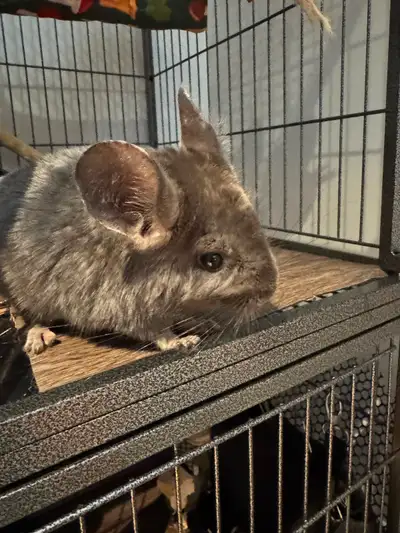 ‼️URGENT‼️ Bonjour à tous, J’aimerais grandement trouver une bonne famille pour mon petit Paul. C’es...