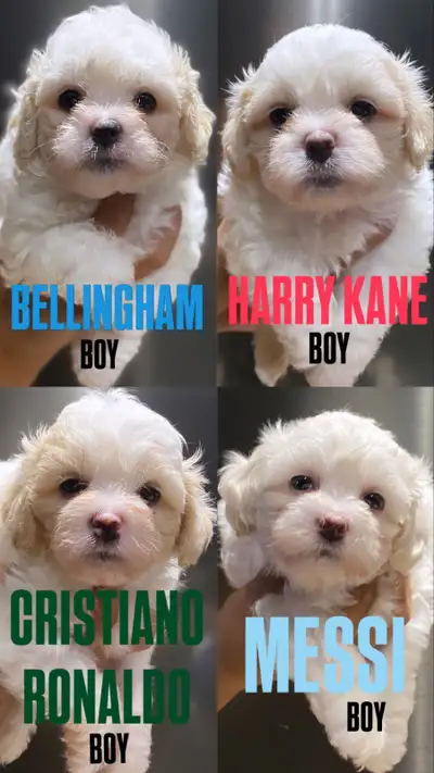 Shichon Puppies for Sale, View more