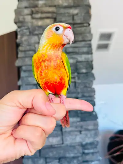 handtame and handfed conure babies, View more