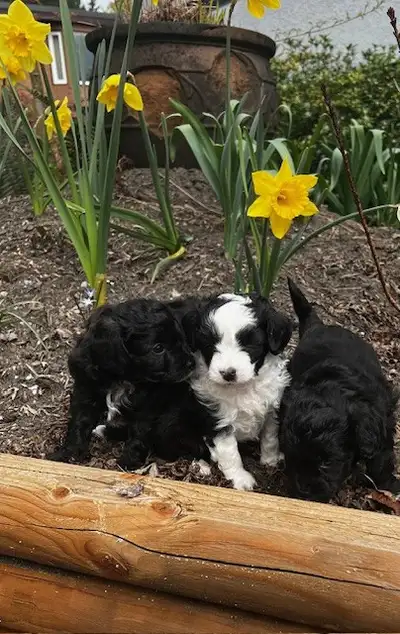 Don't miss out these puppies are LOVE wrapped up in the perfect tiny fur package. I am accepting dep...