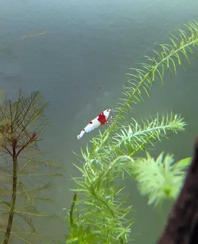 Group of 6 Crystal Red Shrimp (high grade), View more