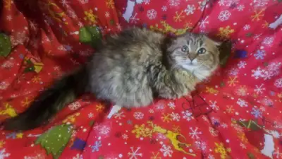 Scottish Fold Kitten, View more