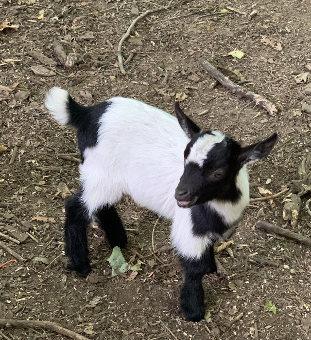 Pygmy goat babies ready to go Livestock Oakville / Halton Region