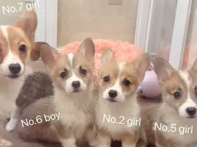 2.5 months old Welsh Corgi puppies ready, View more