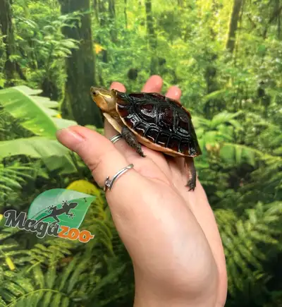 les prix sont plus taxés, nous sommes une animalerie Nom français : Tortue boîte de Chine Nom anglai...