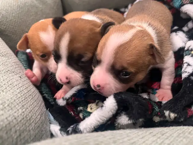 Only 1 left - chihuahua puppy  for sale in Dogs & Puppies for Rehoming in Barrie - Image 11