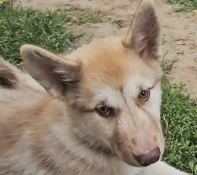 RARE: Canadian Eskimo Puppy - Angel (F) in Dogs & Puppies for Rehoming in Hamilton - Image 2