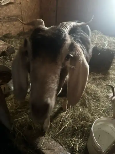 Two females goats on sale about a year and a half old saneen and Boer mix please call if interested...