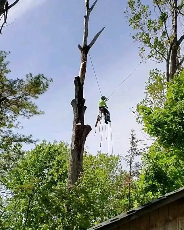 Tree Pruning Tree Removal 647 654-1884 in Lawn, Tree Maintenance & Eavestrough in City of Toronto - Image 9