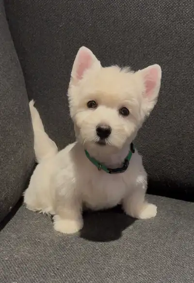 chiots West Highland White Terriers Puppies, View more