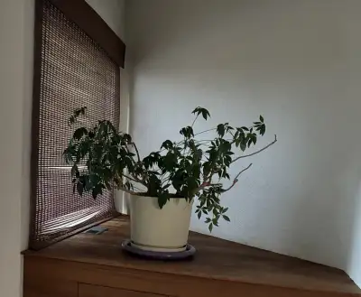 House Plant – Umbrella Tree / Plant, View more