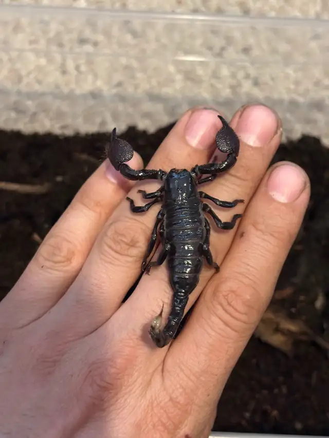Emperor Scorpions, isopods  - Edmonton in Reptiles & Amphibians for Rehoming in Edmonton - Image 2