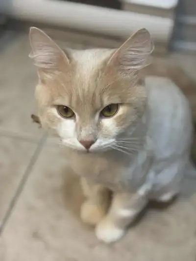 Sheamus a adopter, View more