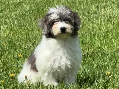 Poodle Havanese X Puppies - Havapoo, View more