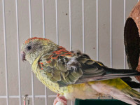 Female Red Rump Parrot