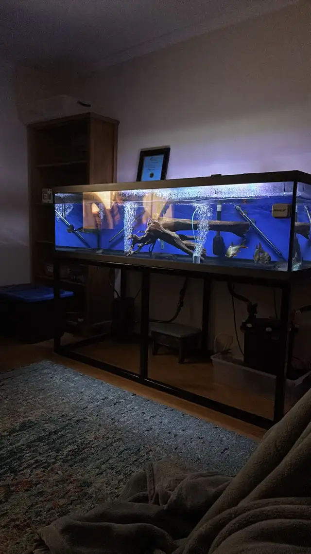 190 gallon aquarium in Fish for Rehoming in Calgary - Image 4