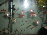 Freshwater tropical fish that can live in same aquarium